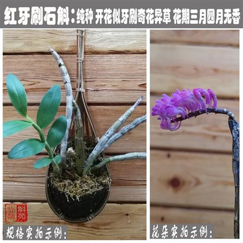 临安斛苑 石斛竹篼植好品种荟萃 精选石斛苗植好 壁挂养浇水就行