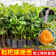 嫁接枇杷树苗早钟枇杷无核大五星枇杷苗盆栽地栽大果高产当年结果