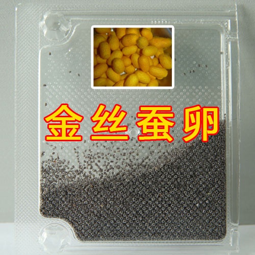 2021蚕卵蚕种蚕宝宝蚕彩茧彩丝蚕天然彩色蚕卵金丝蚕卵黄色蚕茧.