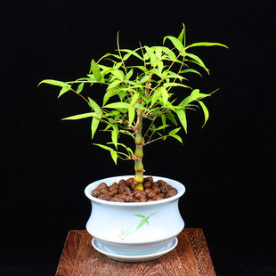 竹绿竹观赏罗汉辐射植物阳台室内竹子办公室肚佛竹植防盆栽竹葫.