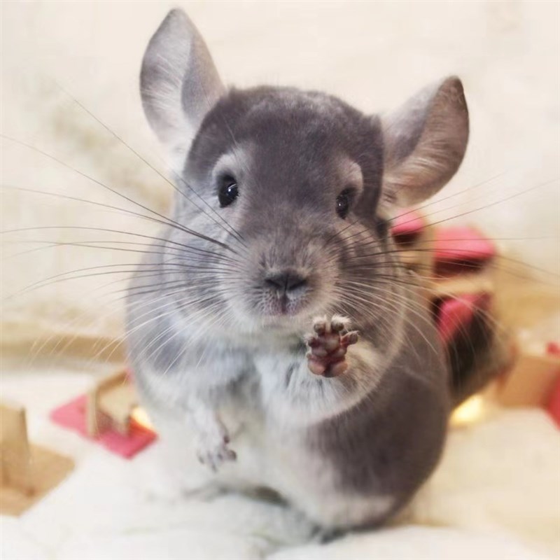 龙猫宠物优惠专场