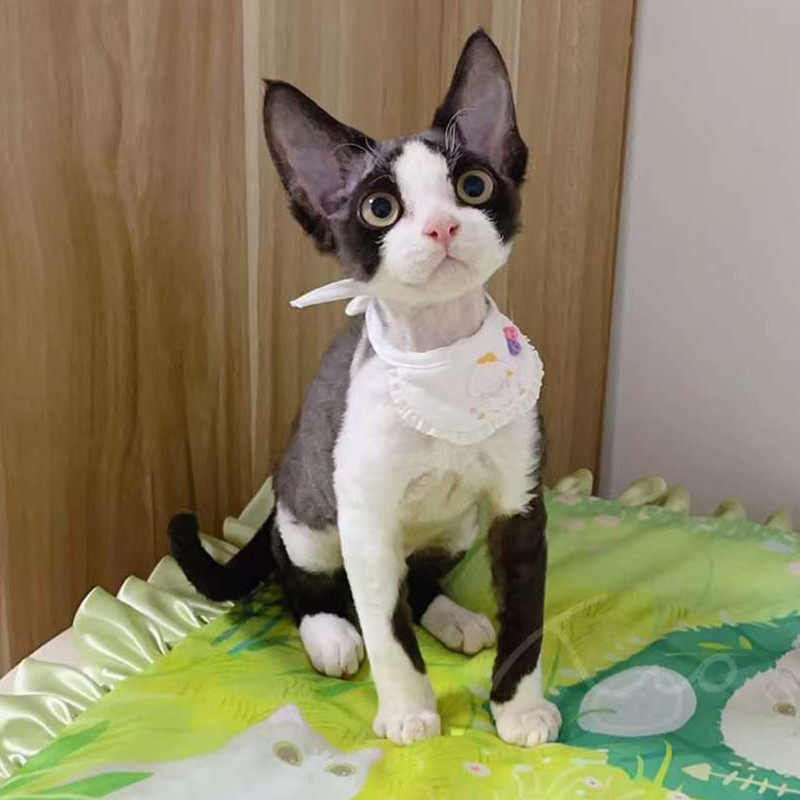 德文卷毛猫白色黑白双色正八开脸 英短宠物猫咪活物 活体注册猫舍