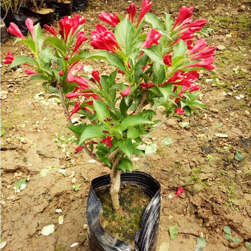 绿植盆栽红王子锦带花卉耐寒室内室外盆栽花苗庭院植物四季开花