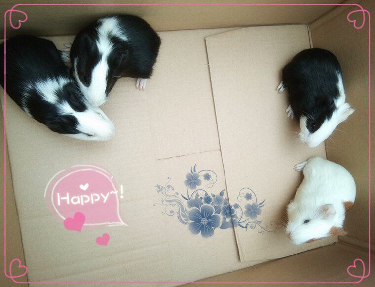 荷兰大型荷兰一对活物成年鼠天竺鼠逆荷兰猪活河南长毛荷兰猪猪