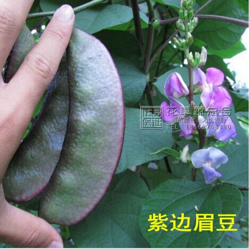 种子紫边眉豆扁豆豆角边边红眉好吃易种耐寒家庭园艺