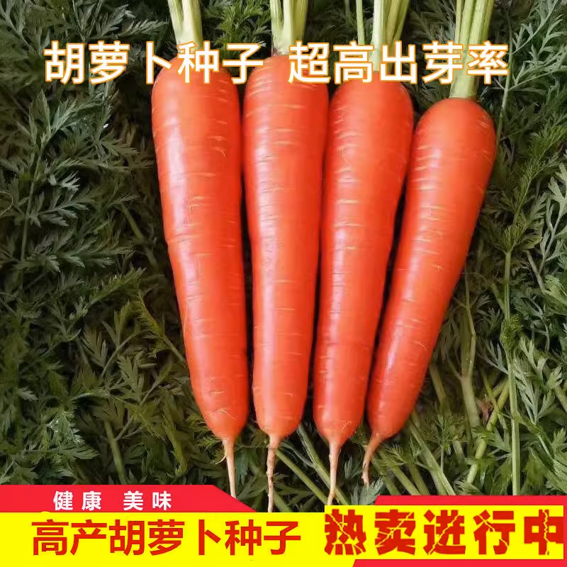水果胡萝卜种子四季甜脆高产红芯七寸