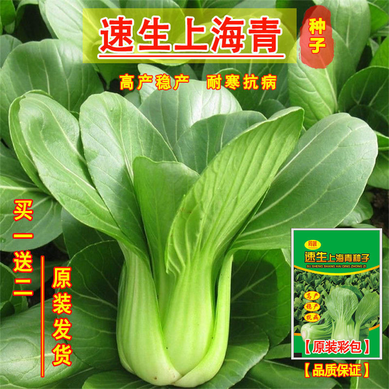 上海青菜种子正宗四季常青上海青种子小白菜种子北方油菜种子蔬菜