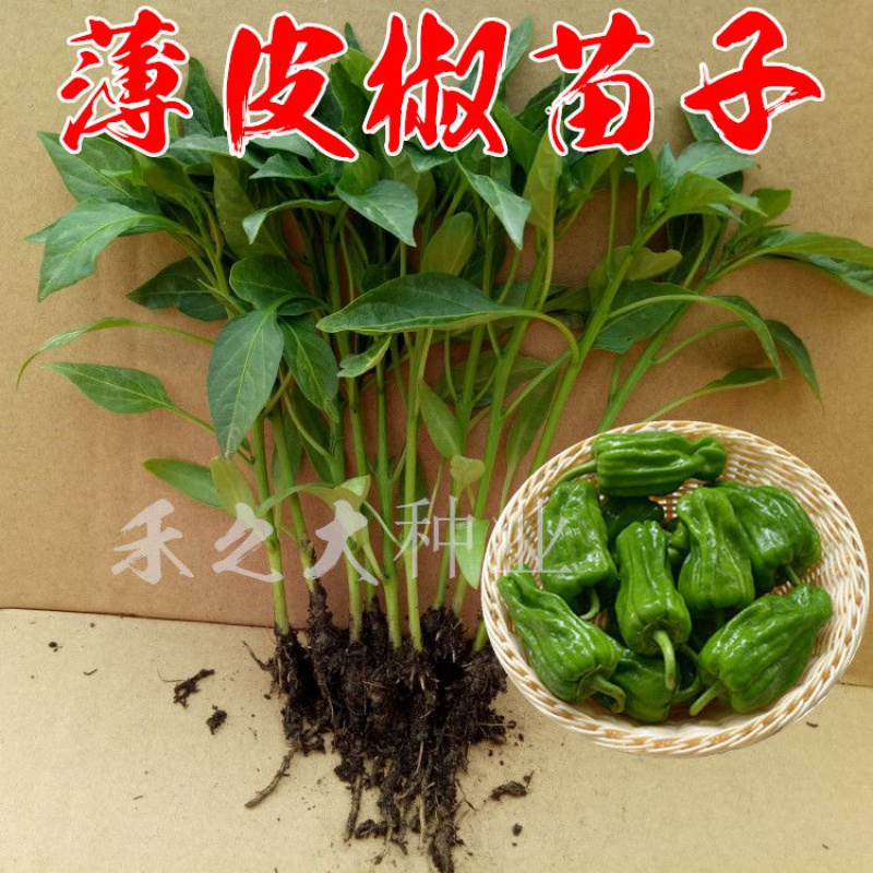 薄皮辣椒种子苗子虎皮椒薄皮椒种籽青椒菜椒阳台盆栽四季蔬菜种孑