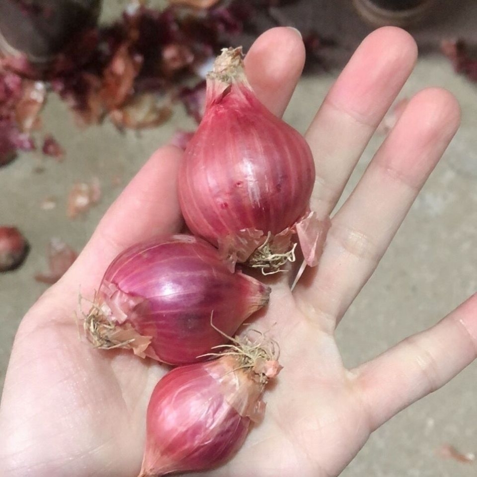 正宗东北特产小毛葱鬼子葱笨毛葱红葱头种子单粒蘸酱榨油炒菜新鲜