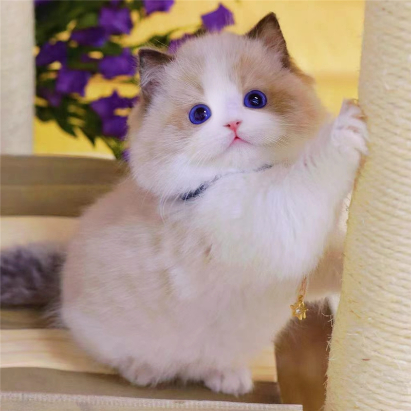 布偶猫幼猫纯种海双蓝双仙女猫宠物猫幼崽蓝眼拿破仑矮脚猫咪活物