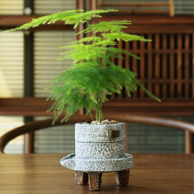 水培植物文竹类图片