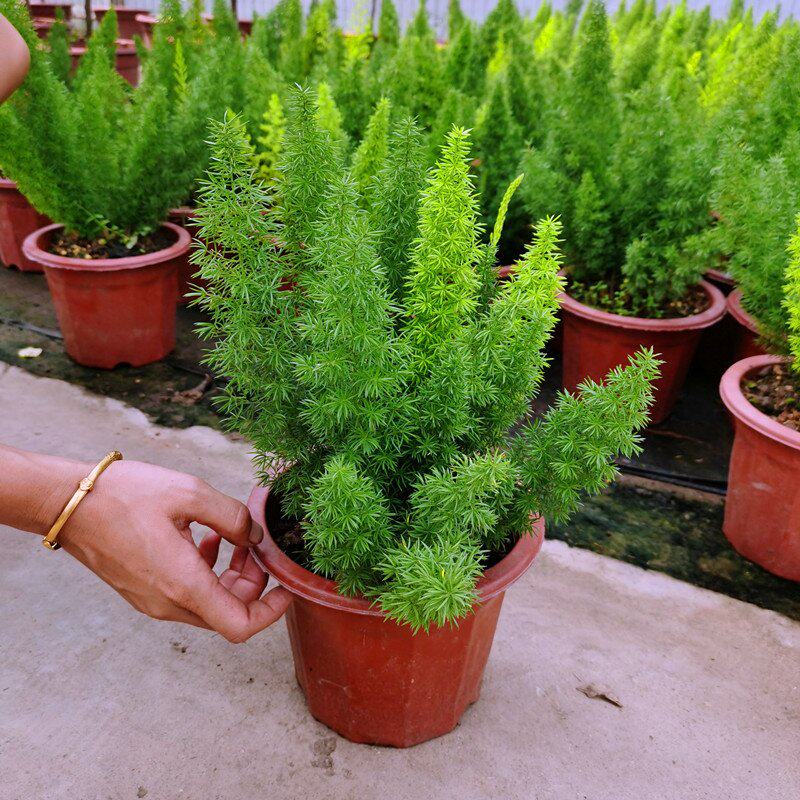 狐尾天门冬狐尾武竹美伯氏密花天门冬室内厅堂卧室阳台好养四季青