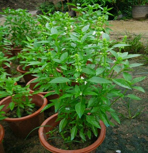 新鲜九层塔罗勒叶食用图片