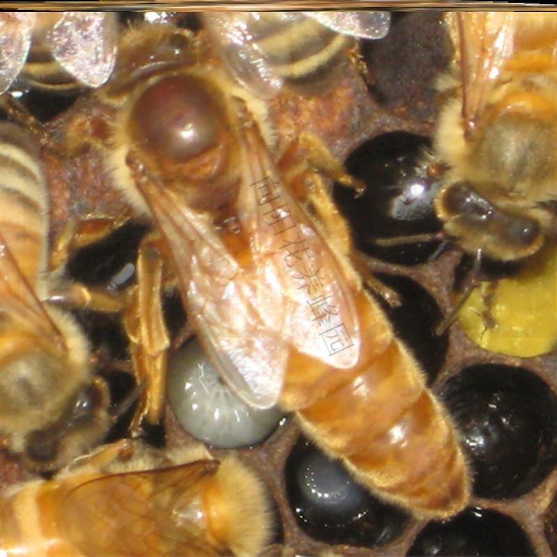 带王中蜂蜂群蜂王种酸王意蜂阿坝种王产卵蜜蜂种蜂群出售土密优质