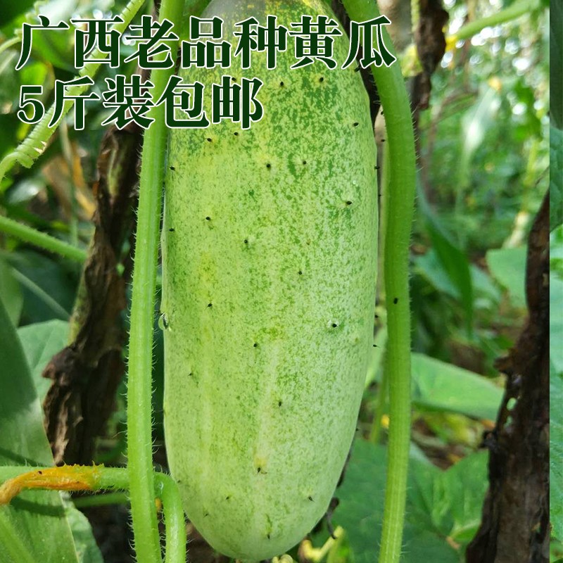 广西土黄瓜新鲜百色隆林玉米地黄瓜5斤包邮非云南老品种黄瓜青瓜