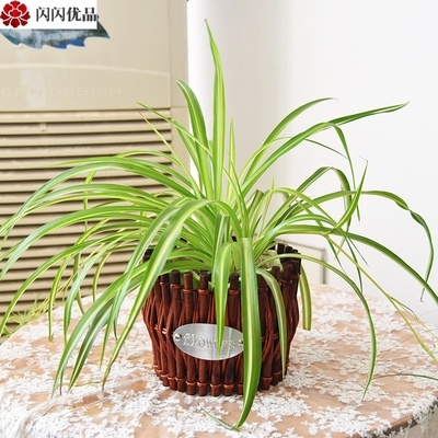 绿萝藤编花盆客厅家居摆件创意n个性多肉植物小花篮藤编织草编花