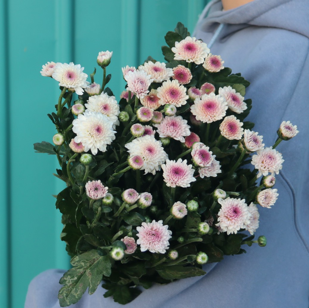 小雏菊鲜花云南直发家用水养插花向日葵花束昆明基地直批速递同城