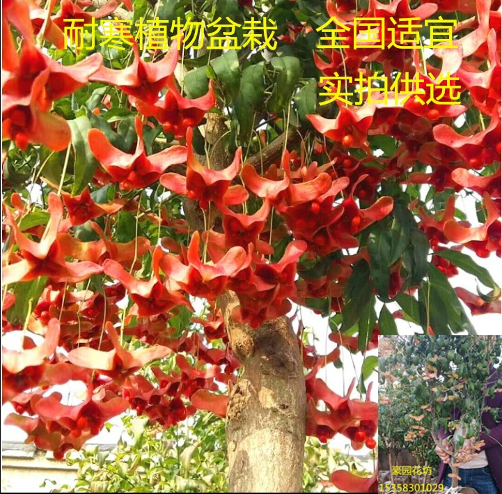 金丝吊蝴蝶盆栽大型客厅植物嫁接金丝吊蝴蝶盆景庭院花卉树苗