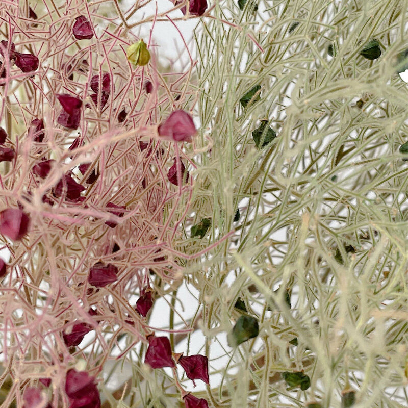 22永p生花梦幻草干花材料diy手工配材珊瑚草花玻璃罩花盒配草插a.