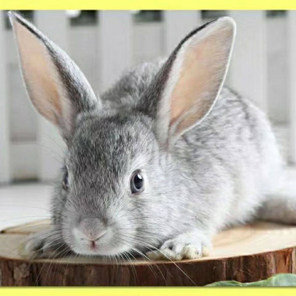 兔子公母一对幼仔活体活物比利时花兔小白兔宠物兔肉兔繁殖能力强