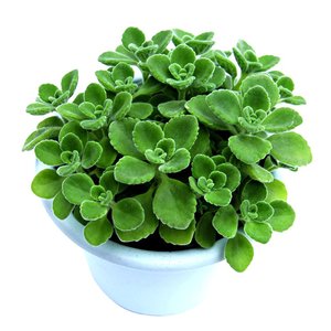 碰碰香老桩图片