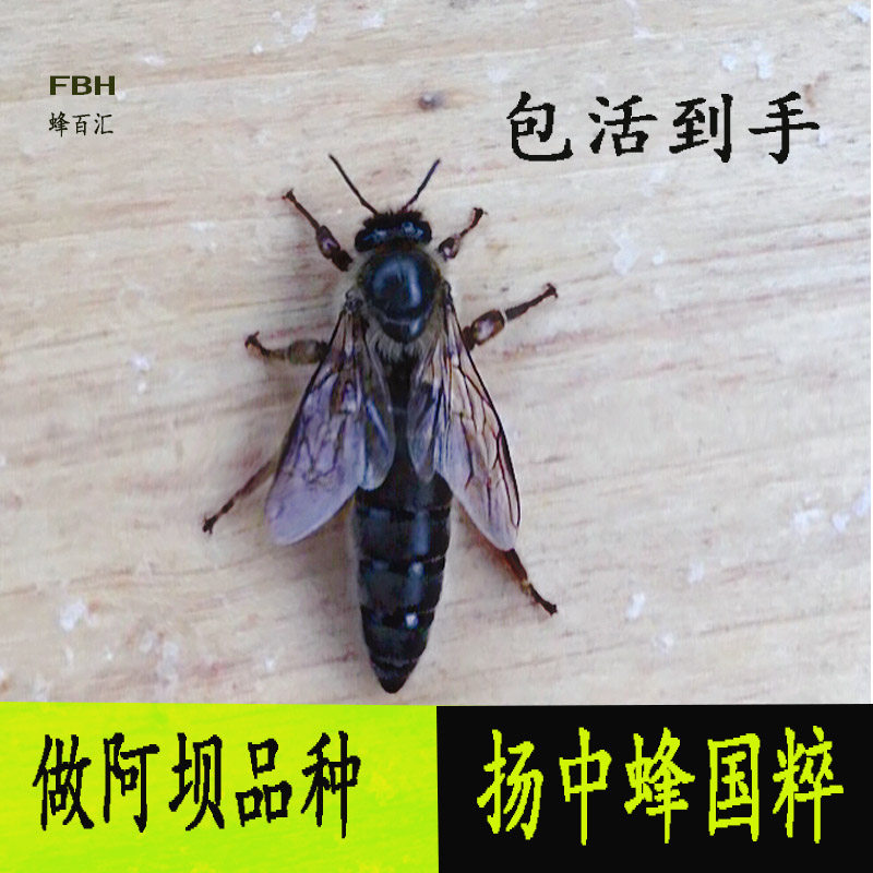 11元71去淘宝店购买70产品详情中蜂蜂王高产黑王种王阿坝原种培育