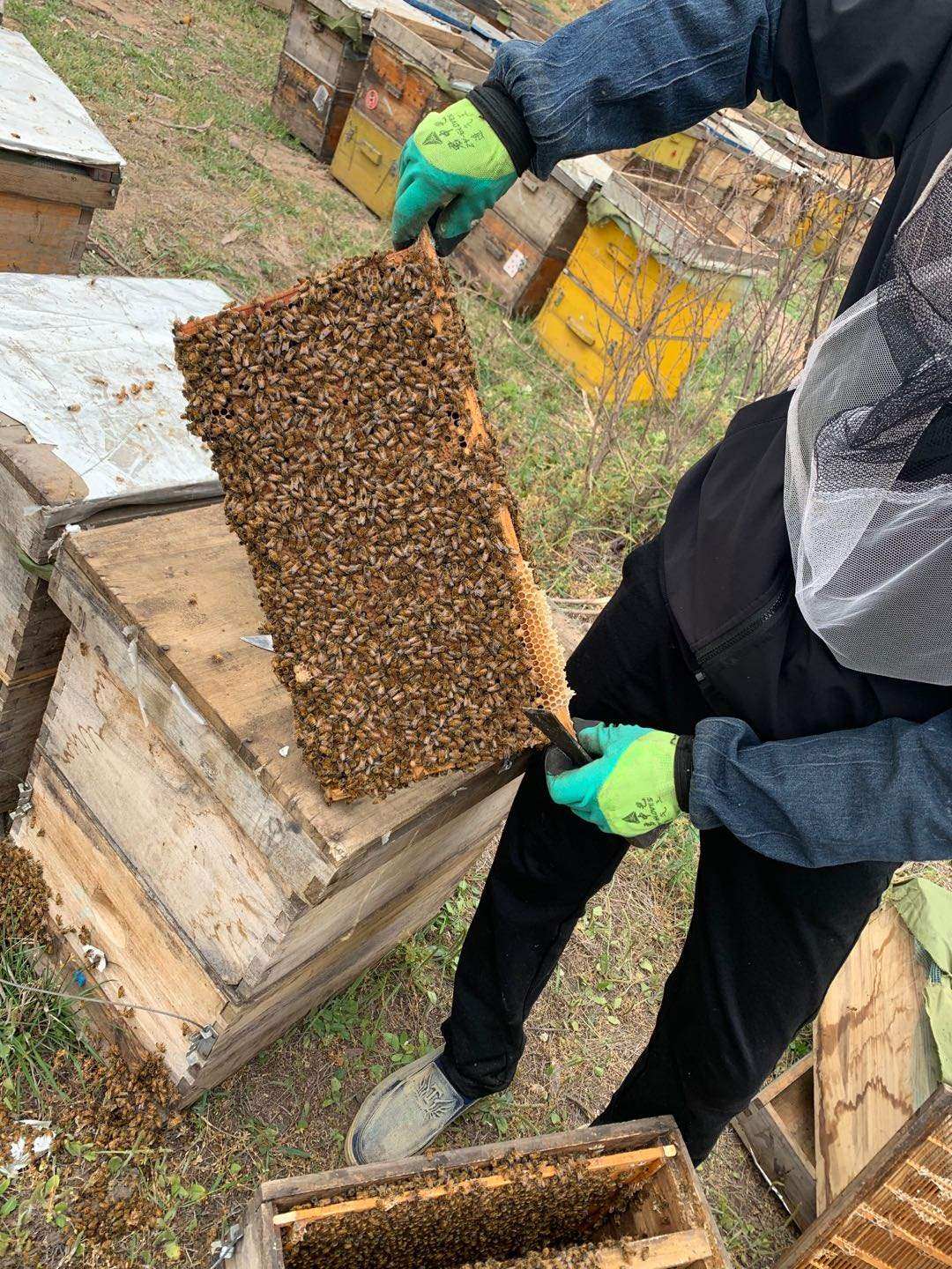 整箱中蜂意蜂土蜂蜂群中蜜蜂群带王带子出售意蜂王中华蜂授粉