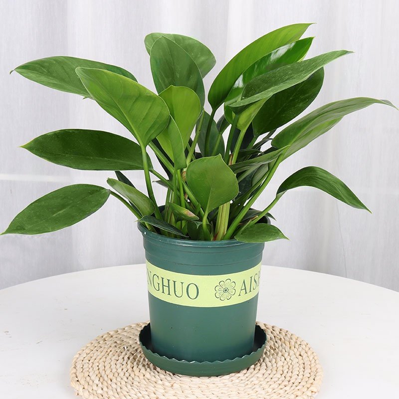 大叶金钻盆栽植物室内吸甲醛大型绿植办公室阳台盆景