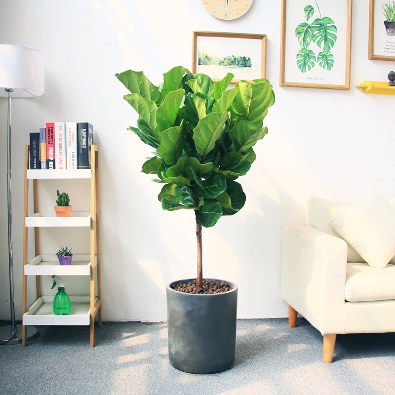 琴叶榕盆栽室内好养网红绿植办公室北欧大型植物客厅落地大叶盆景