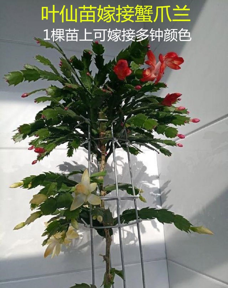 昙木假叶桩仙桩苗老苗掌老蟹爪兰仙人球砧木多层麒麟苗嫁接枝条