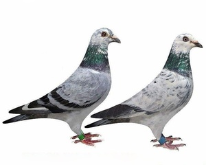 低价散养麒麟花鸽子活体种鸽成年比赛信鸽幼鸽赛鸽红信鸽公母一对