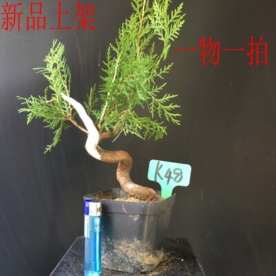 造型侧柏盆景侧柏桩涯柏小品侧柏小品涯柏老桩包邮涯柏盆景.图片