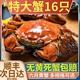 正宗盘锦河蟹鲜活六月黄公蟹现货现发稻田蟹螃蟹大闸蟹顺丰礼盒装