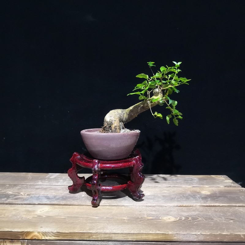 微型盆景小叶女贞矮霸老桩办公室桌面盆景小品绿植盆栽庭院树桩.