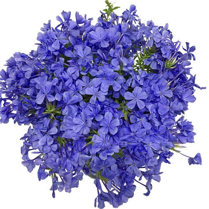 庭院藤本爬藤攀援花园植物蓝雪花苗g蓝花丹多季开花阳台盆栽花