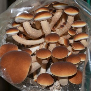 香菇菌包食用图片