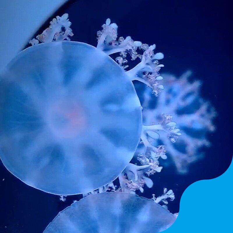 倒立水母活物安朵仙水母朝天仙后小水母宠物梦幻车轮水母活体宠物已售