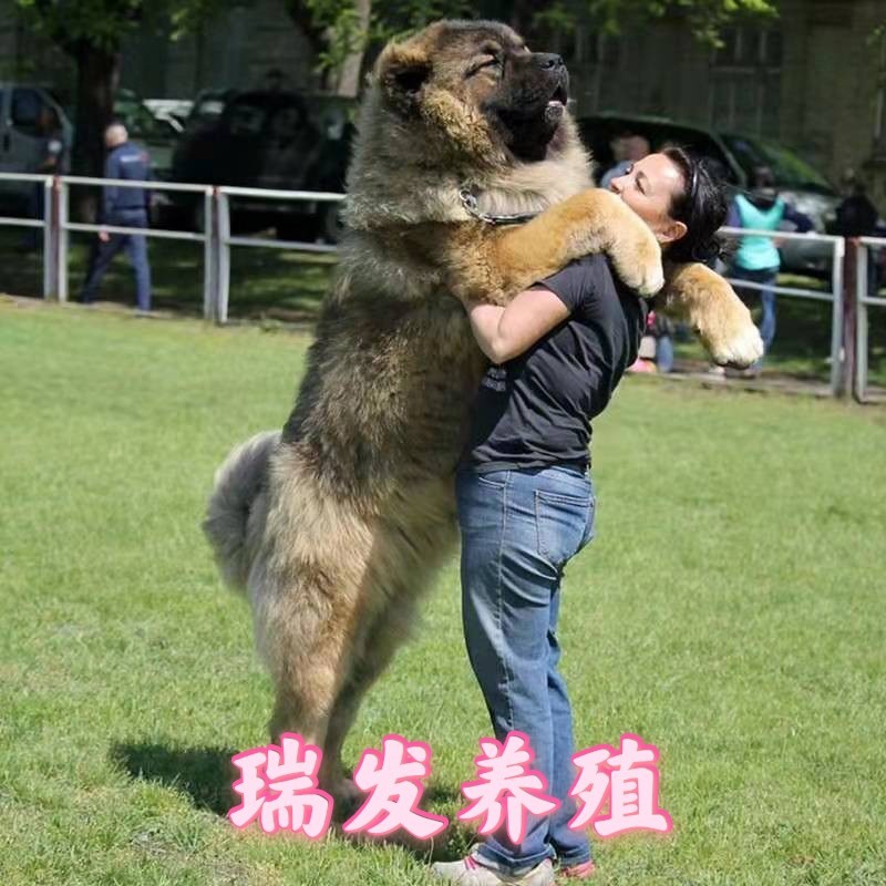 高加索幼犬纯种熊版巨型俄罗斯超大宠物狗活幼体大型护卫犬出售