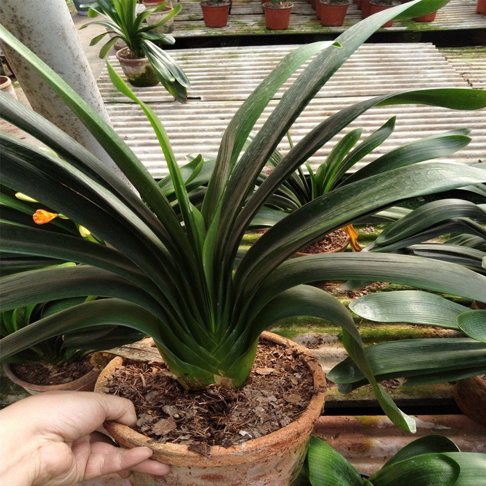 君子兰5年以上种兰长叶叶片有瑕疵特价50元2棵处理裸根发货