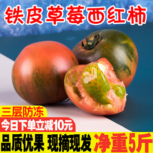 丹东草莓柿子番茄铁皮柿子碱地西红柿自然熟5斤包邮绿腚油柿子