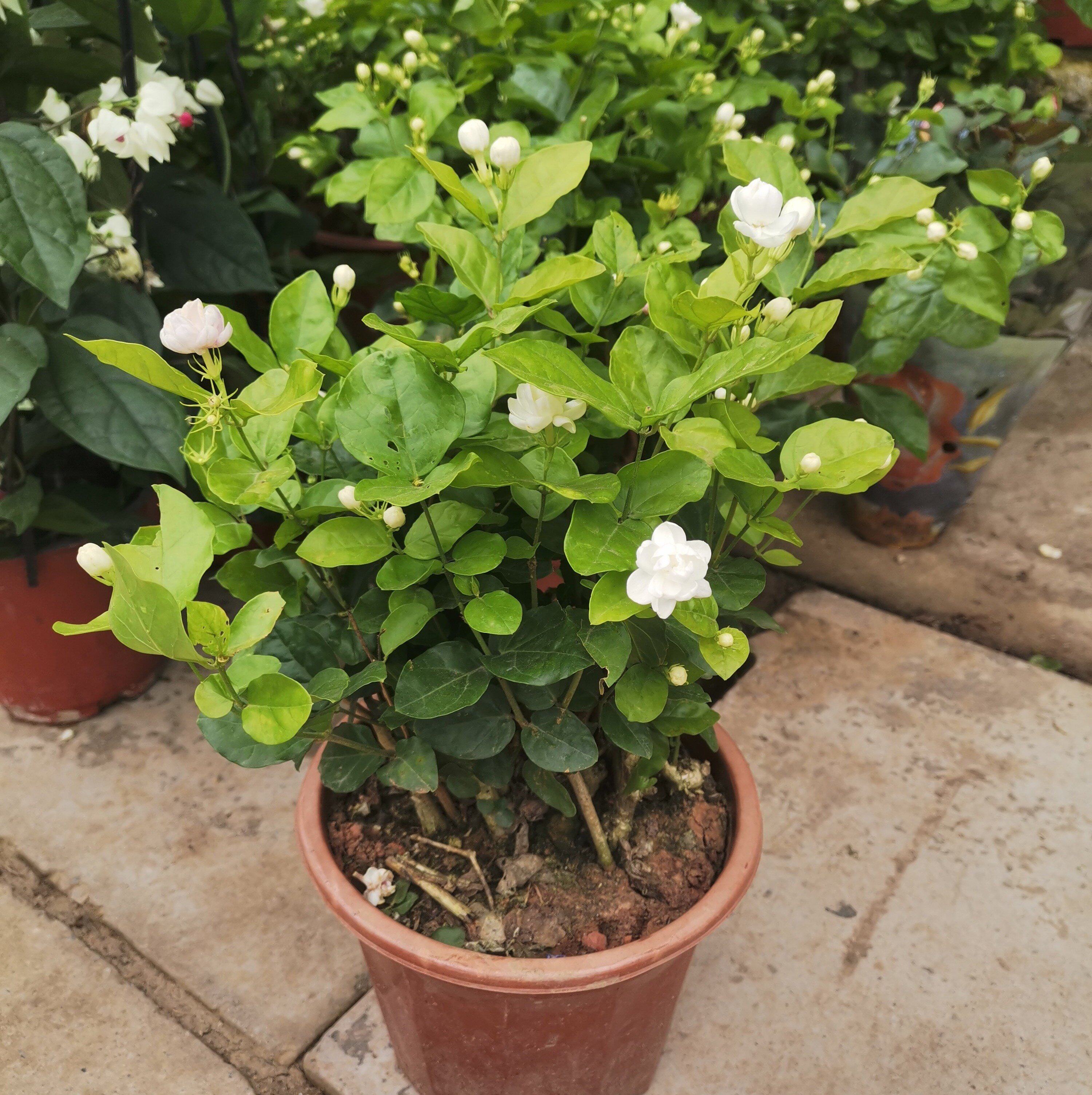 武汉宏海裕康园林 浓香茉莉花老桩花盆栽重瓣茉莉花苗阳台绿植