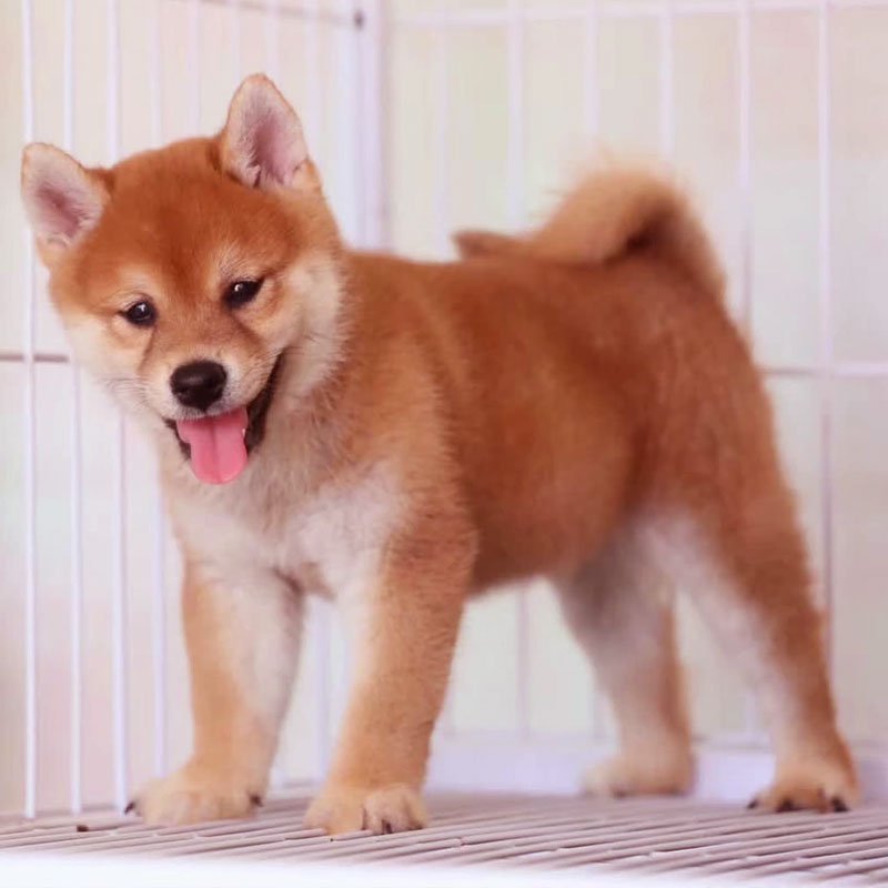 柴犬活体纯种日本柴犬幼犬秋田犬幼犬双血统柴犬中华田园犬送衣服