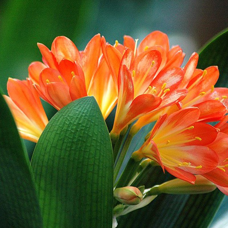 君子兰盆栽室内5年大苗带花