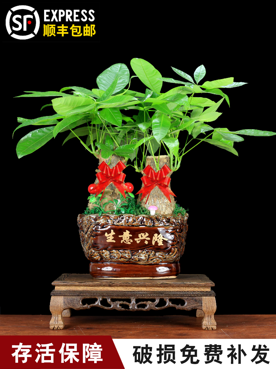发财树组合盆栽植物室内