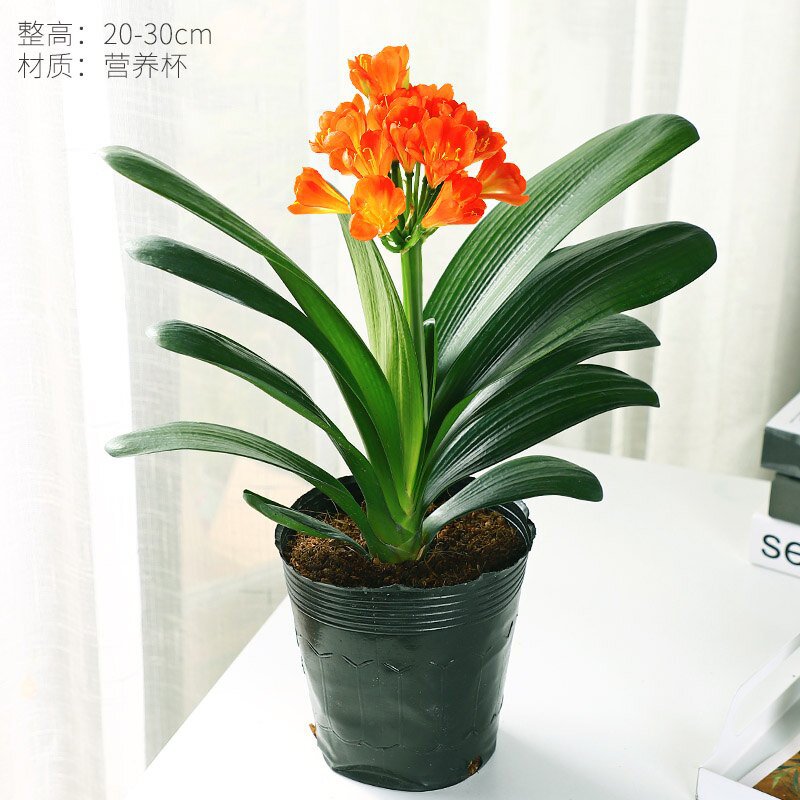 新品圆头君子兰盆栽带花苞四季老苗室内净化空气和尚短叶元宝花卉