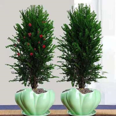 曼地亚红豆杉带果盆景树苗客厅盆栽植物绿植室内耐旱耐寒公母搭