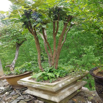 十大功劳四季常青树苗土v黄连素材绿化盆景阳台庭院花卉盆栽