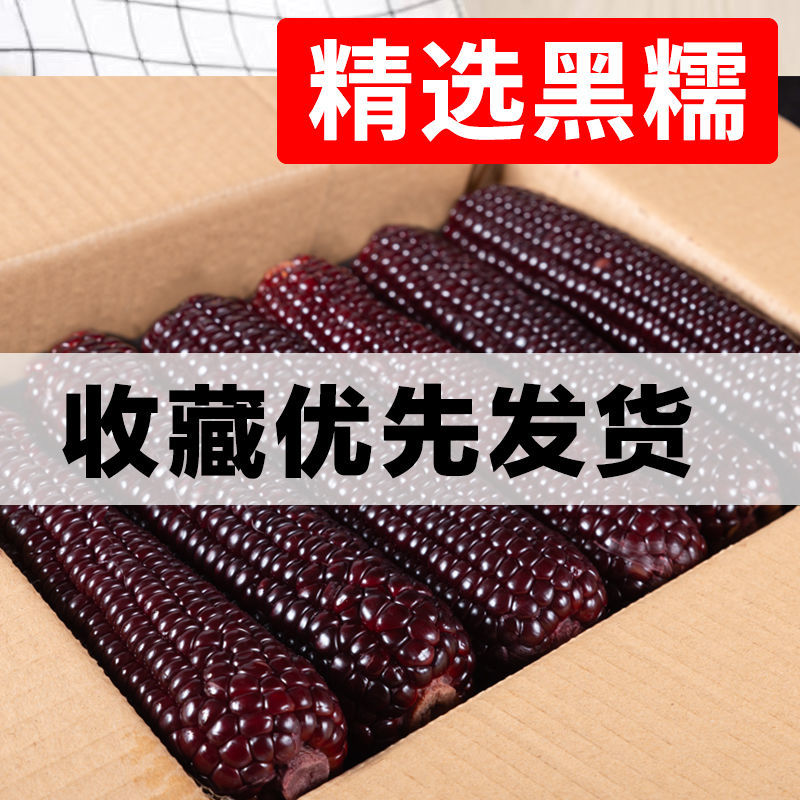 新鲜黑黏糯甜粘黑玉米棒粗粮糯玉米