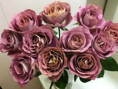 月季 粉色香味四季 阳台花卉月季 纺 花玫瑰花小苗 法尔索 新品