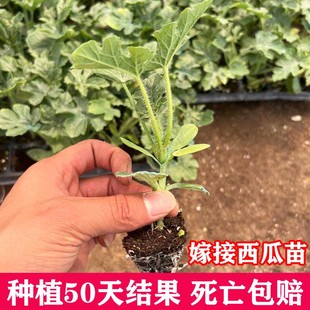 嫁接西瓜苗8424超甜冰糖麒麟西瓜种懒汉瓜美都南方盆栽蔬菜2K秧苗